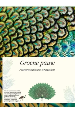 Lannoo Boek Het Dikke Boek Van Alle Bijzondere Vogels