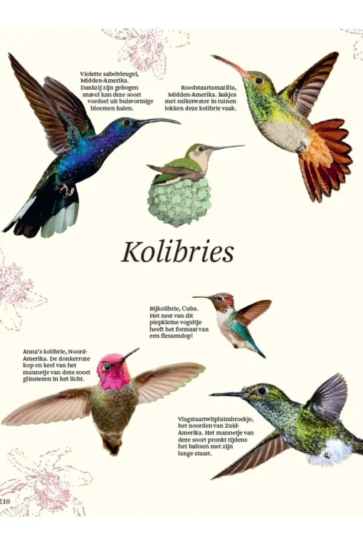 Lannoo Boek Het Dikke Boek Van Alle Bijzondere Vogels