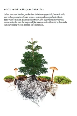 Lannoo Het wildplukboek voor paddenstoelen