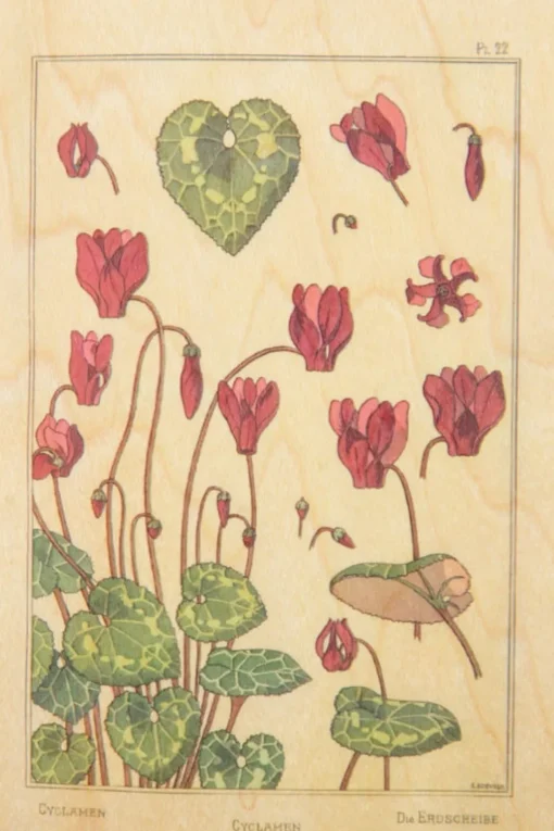 Woodhi Wenskaart Post Card Fleurs Cyclamen